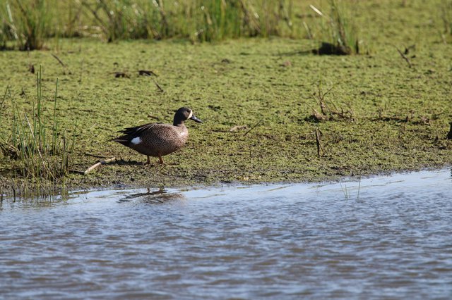 Blue-winged Teal Duck at Wetland Edge