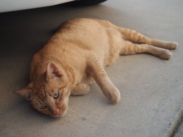 Lazy Cat next to the Car