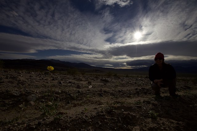 Solitary Desert Bloom Beneath a Dramatic Sky