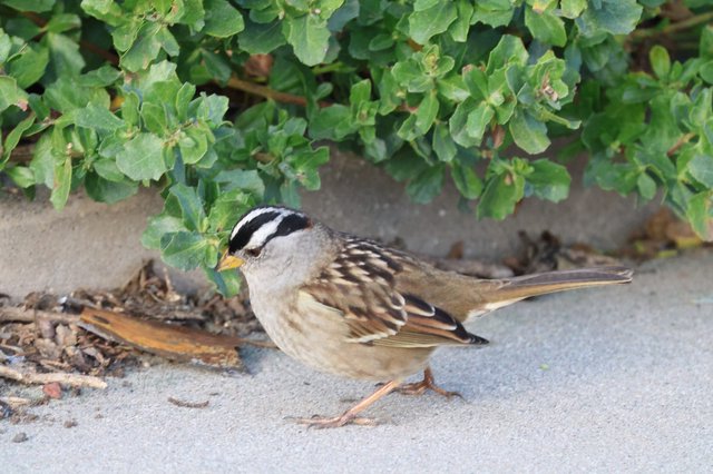 White-Crowned Sparrow Foraging Near Coastal Vegetation
