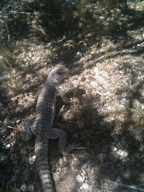 Ground-Dwelling Lizard in the Southwest