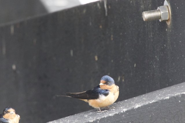 Swallows in the Industrial Wild