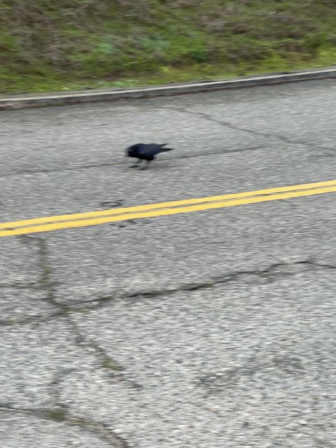 Roadside Crow