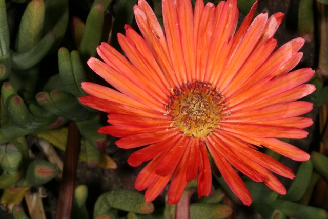Orange Treasure Flower