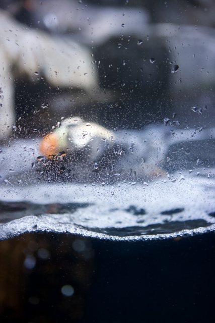 Puffin taking a dip in the aquarium