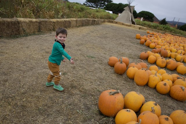 Harvest Joy