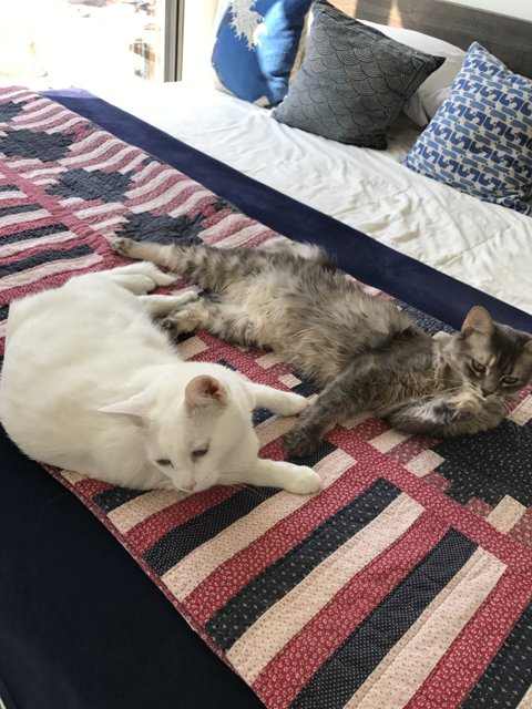 Two Cats Cozying Up on a Soft Bed