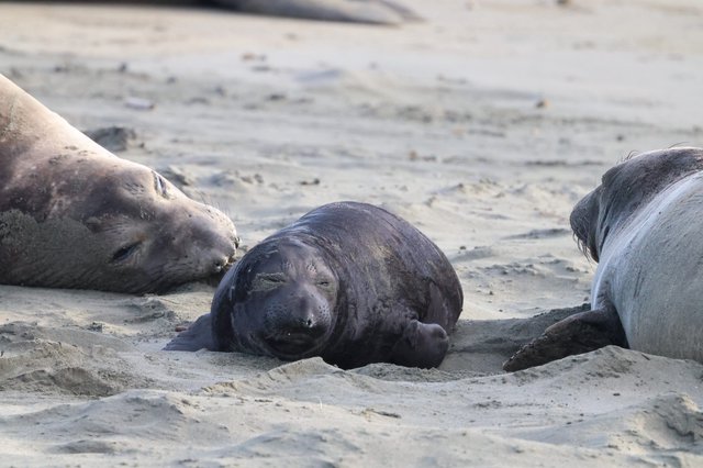 Young Elephant Seal Pup Resting on Sandy Beach
