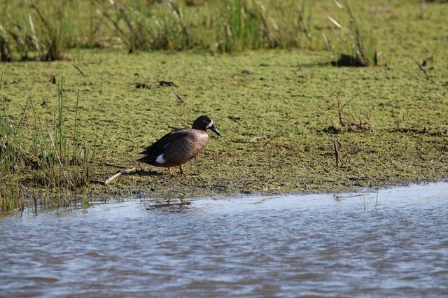 Blue-winged Teal Duck Foraging in Wetland Habitat