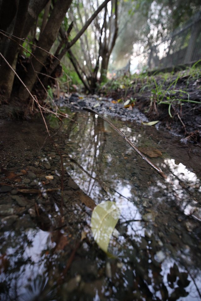 Reflective Puddle on a Misty Forest Path