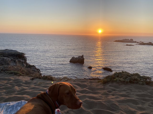 Sunset Bonding with Man's Best Friend