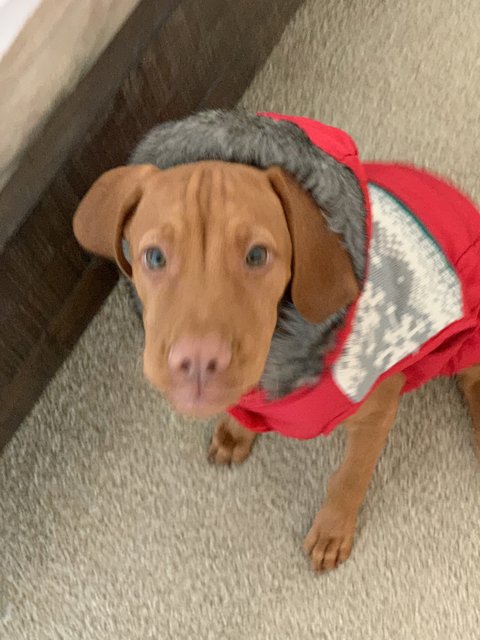 Stylish Pup in Red Jacket