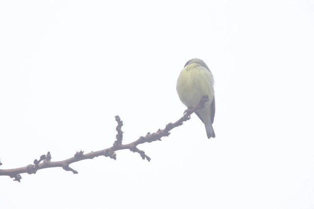 Small Bird Perched on Bare Branch in Fog