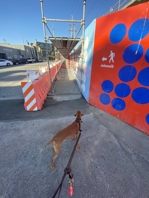 Urban Pup on a City Stroll