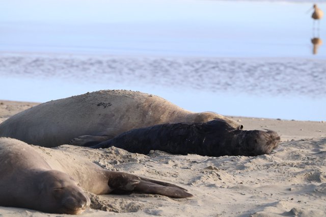 Elephant Seals Resting on Drakes Beach Sand