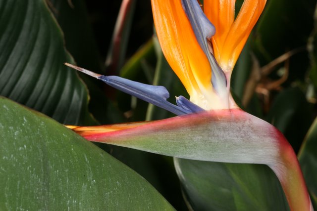 Majestic Bird of Paradise Flower