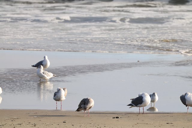 Seagulls Resting at Water's Edge on Coastal Beach