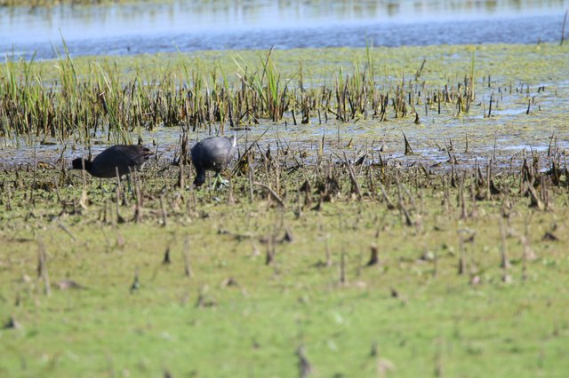 American Coots Foraging in Harvested Rice Field Wetland