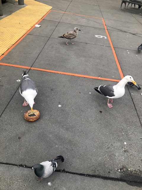 Bird Party on the Sidewalk