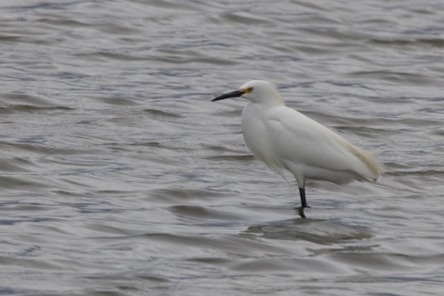 Graceful Waters