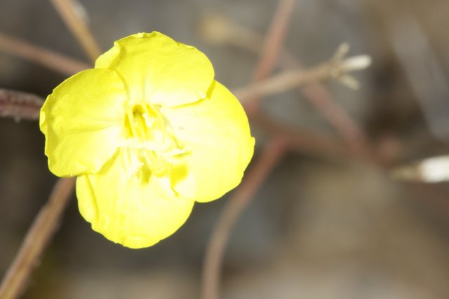 The Geranium in the Desert Field