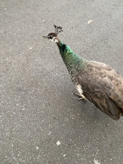 Regal Peacock Promenade