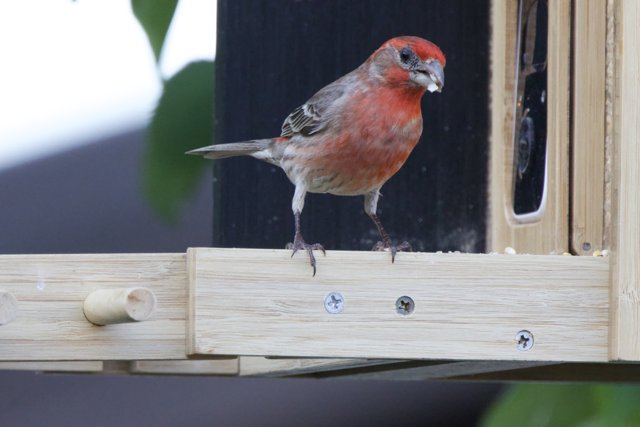 Vibrant Visitor