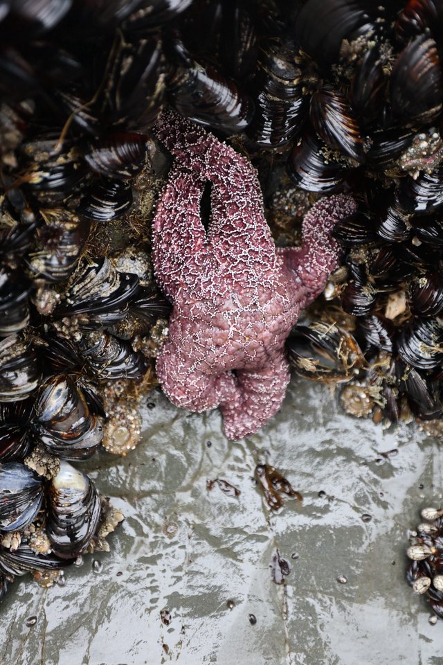 Purple Sea Star Among Mussels in Tide Pool