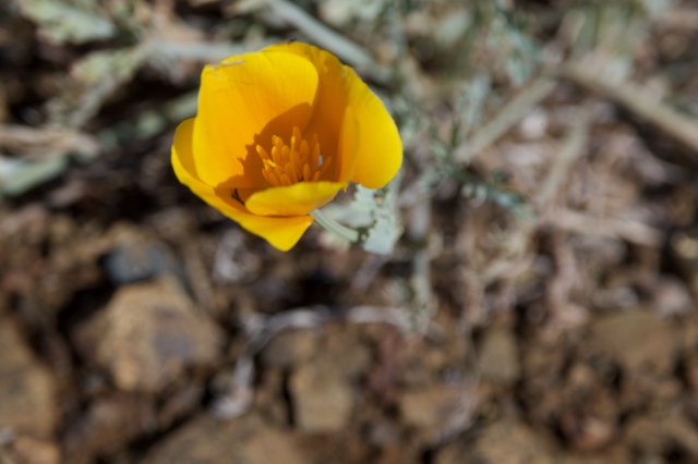 Golden California Poppy Blooms Against Arid Earth