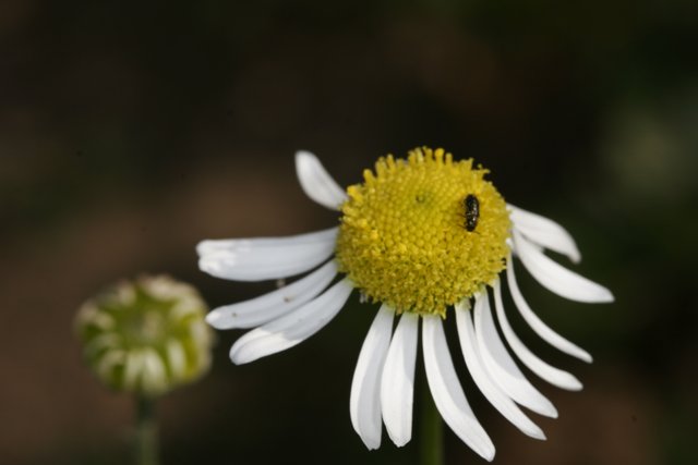 Bee collecting pollen from a daisy flower