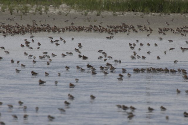 Dance of the Shorebirds