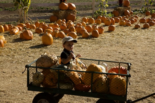 Harvest Joy: A Boyhood Adventure on the Metzgars' Pumpkin Patch