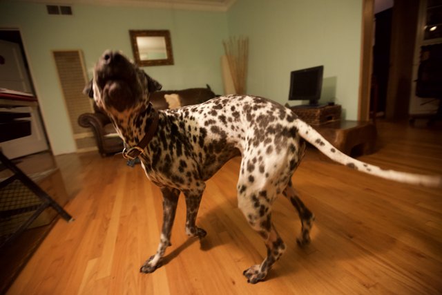 Dalmatian Posing in a Wooden Living Room