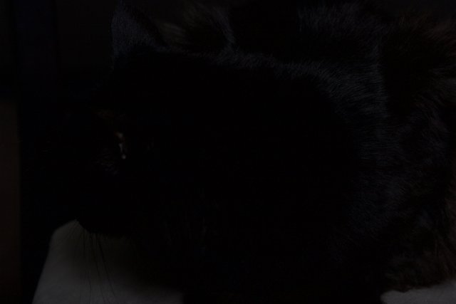 Black Cat in the Shadows