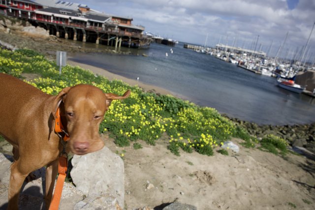 The Waterfront Canine Explorer
