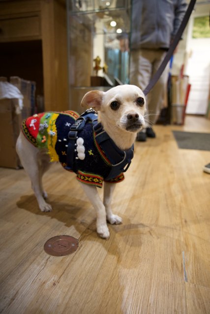 Fashion Forward Pup in Japan Town, 2023