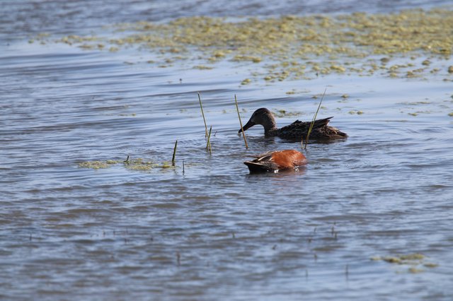 Cinnamon Teal Pair Foraging in Shallow Wetland