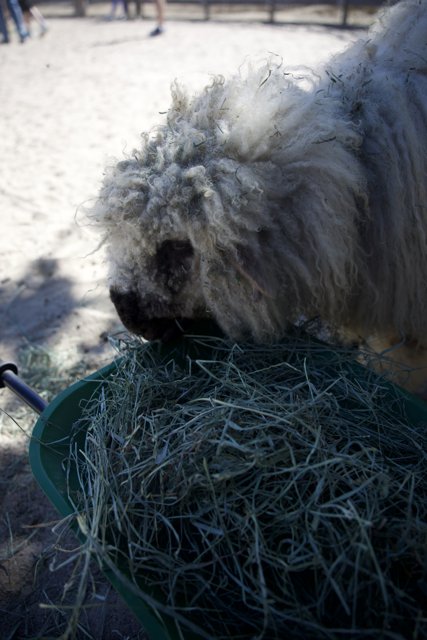 Furry Feast at Carmel Valley Ranch