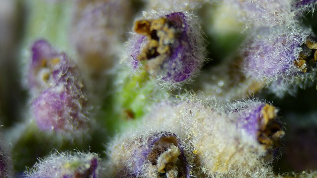 Ethereal Purple Macro Bloom with Crystalline Trichomes