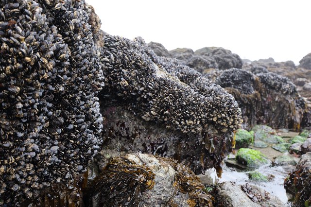 Dense Mussel Colonies Blanketing Pacific Tidal Rocks