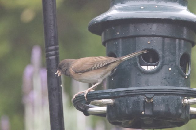 Common Whitethroat Perched on Black Bird Feeder