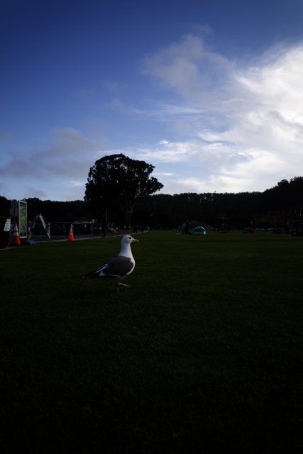 The Gull's Day Out at Presidio