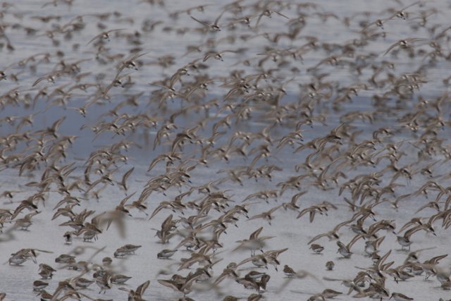 Dance of the Flock