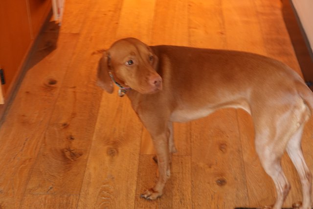 Vizsla Dog Standing on Wooden Floor