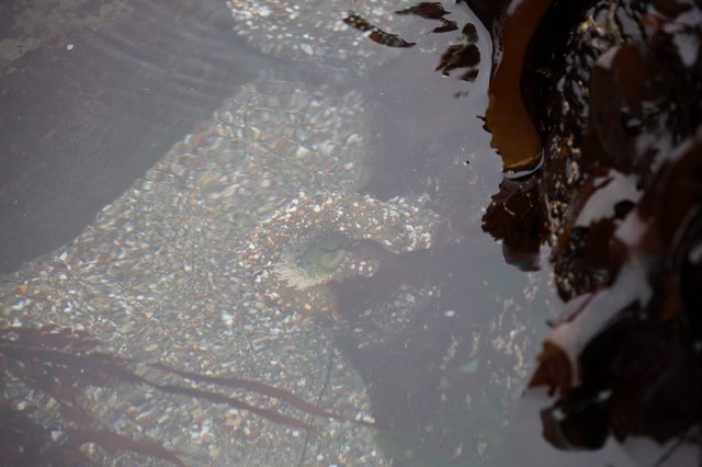 Camouflaged Octopus Hiding in Shallow Tide Pool