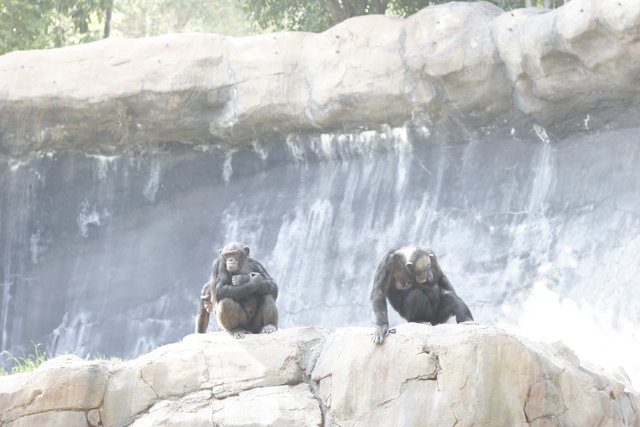 Three Apes and a Waterfall