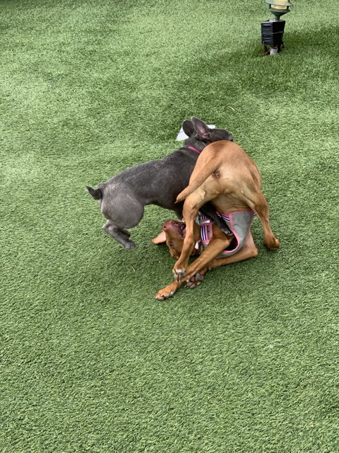 Canine Combat