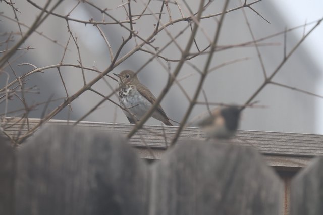Hermit Thrush Perched Among Winter Branches