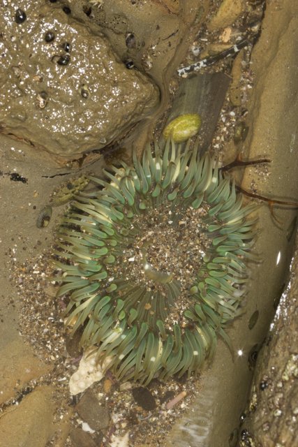 Green Sea Anemone Thrives on Rocky Surroundings