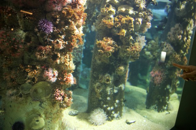 Exploring the Underwater Realm - Monterey Bay Aquarium 2023